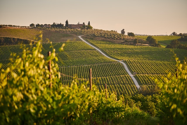 Italiensk vingård